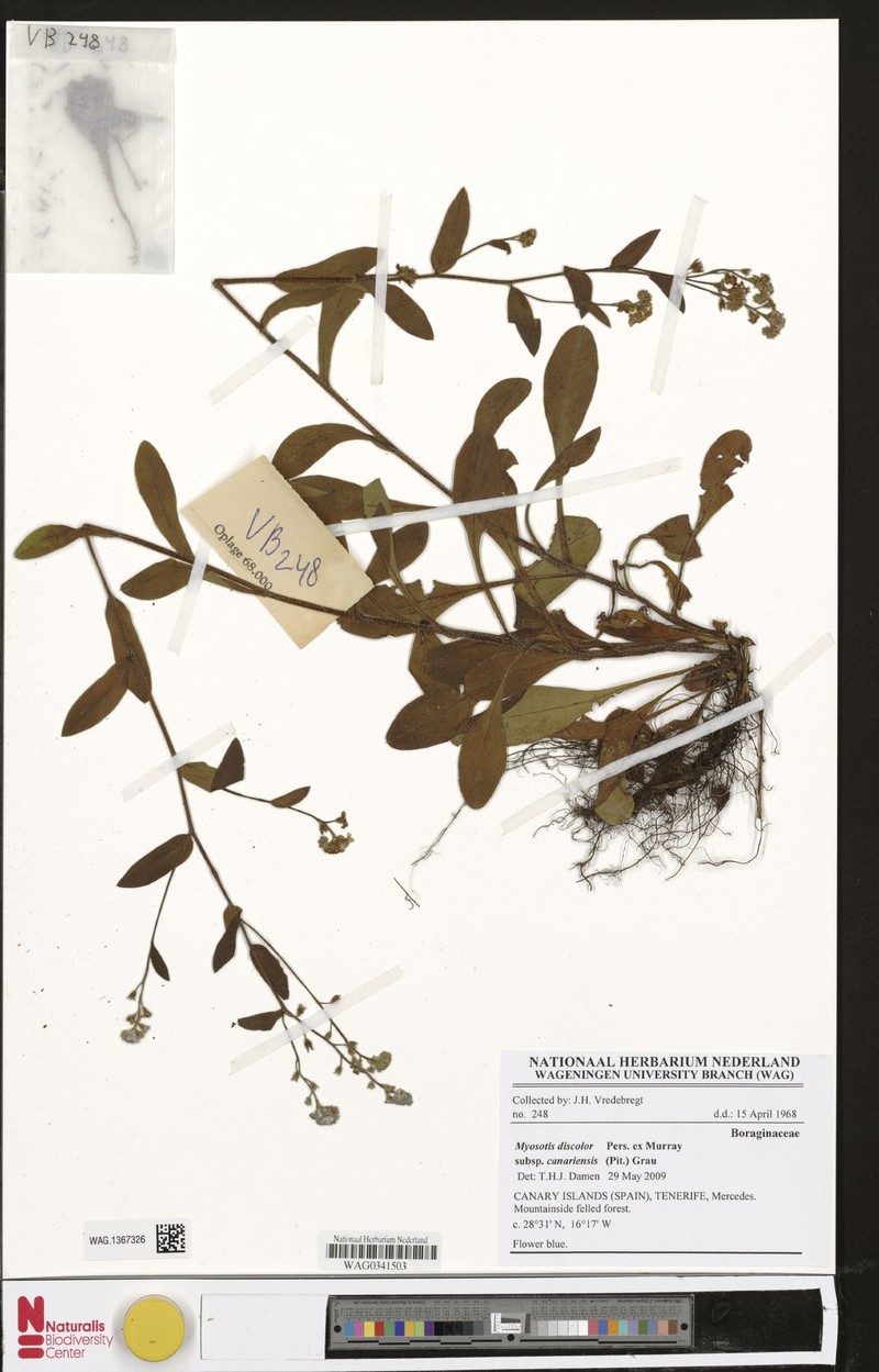 Myosotis discolor subsp. canariensis photo 4