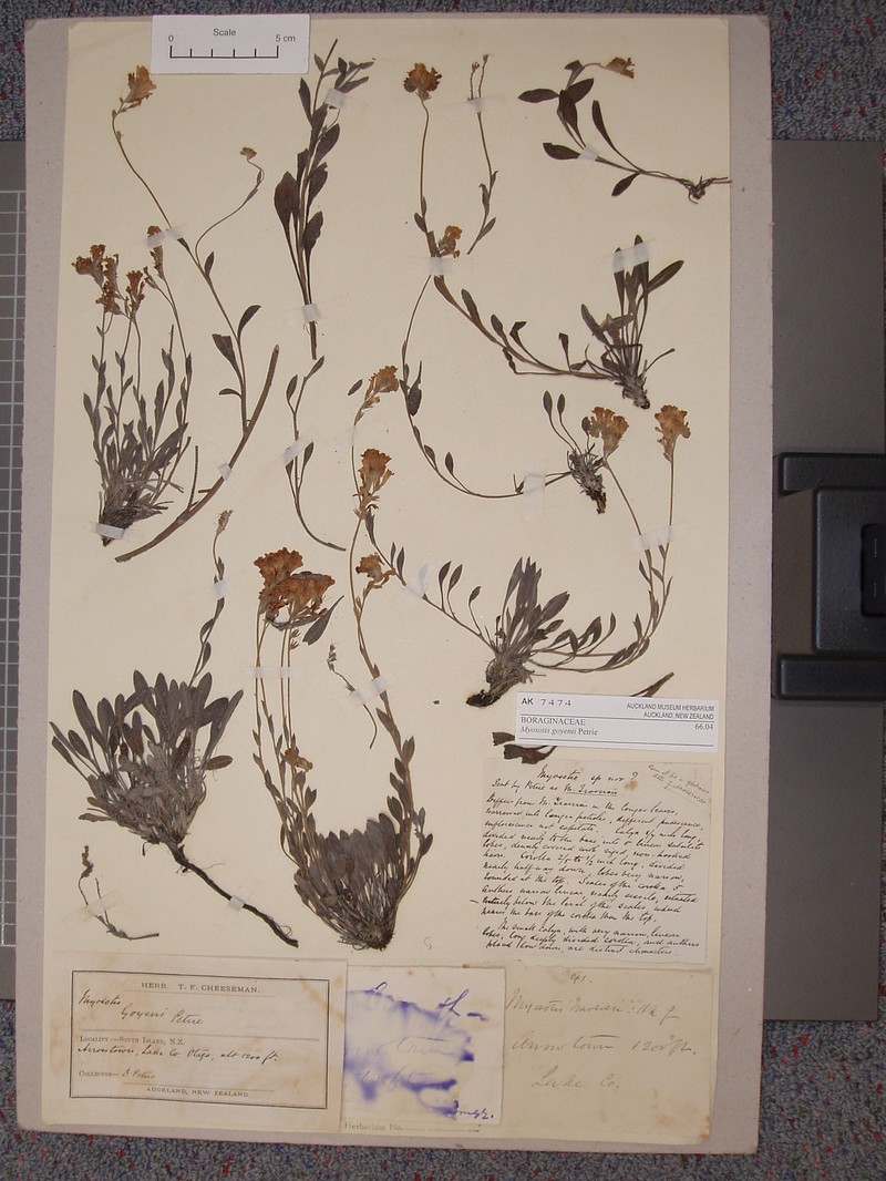 Myosotis goyenii subsp. goyenii