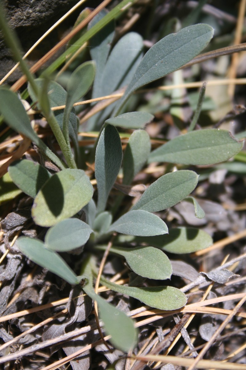 Myosotis goyenii subsp. goyenii photo 2