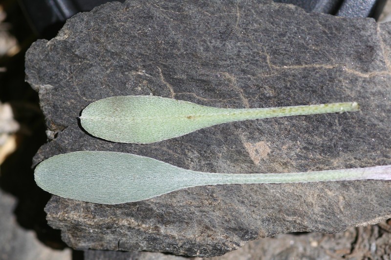 Myosotis goyenii subsp. goyenii photo 3