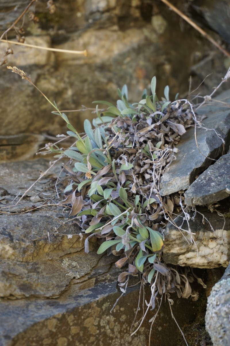 Myosotis goyenii subsp. goyenii photo 4