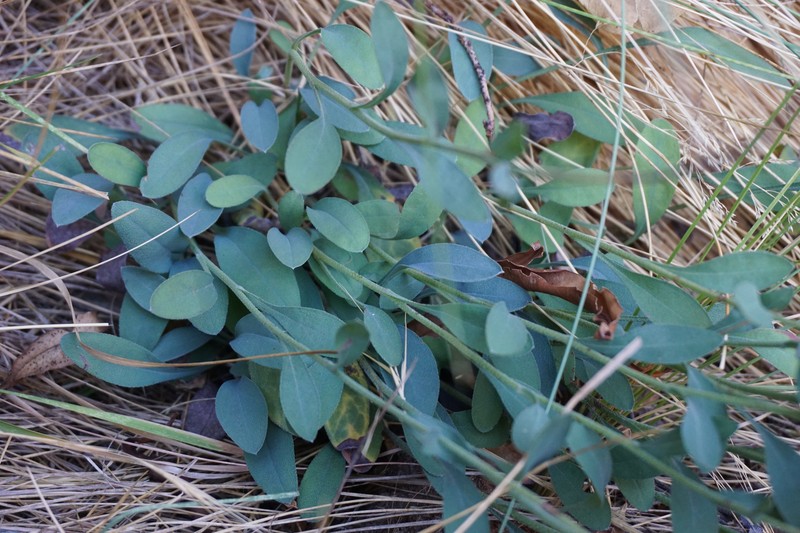 Myosotis goyenii subsp. goyenii photo 5