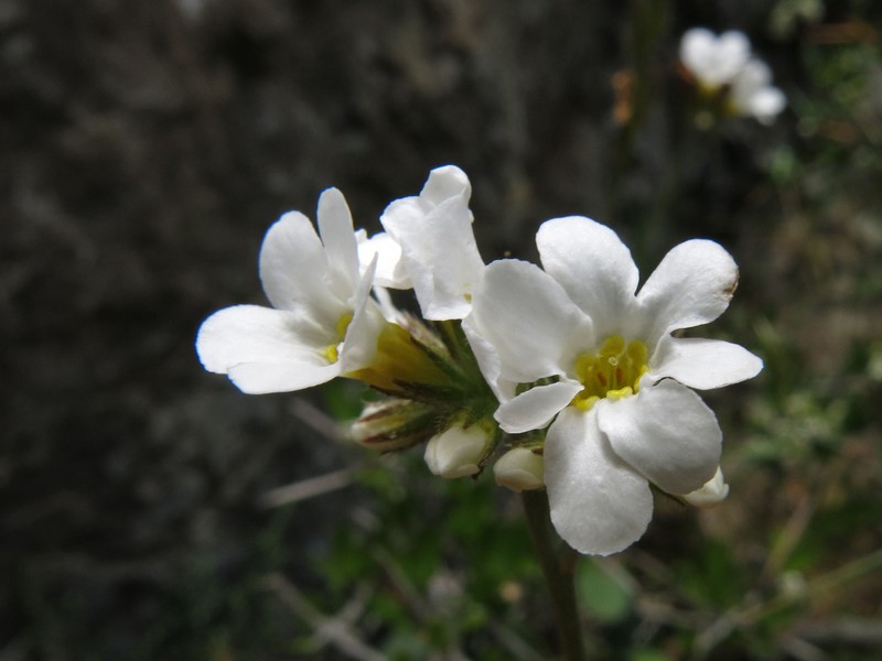 Myosotis goyenii subsp. infima