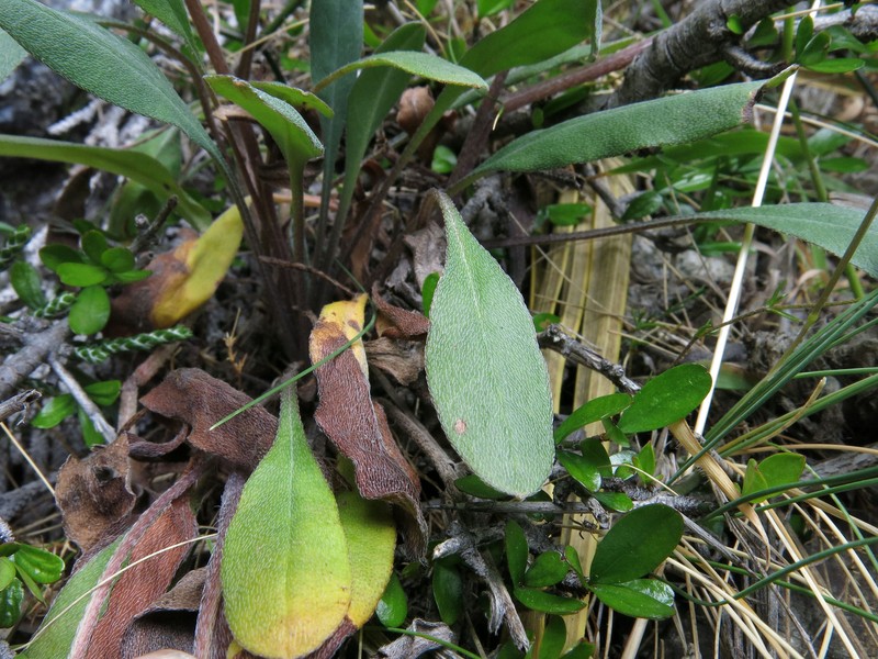 Myosotis goyenii subsp. infima photo 2