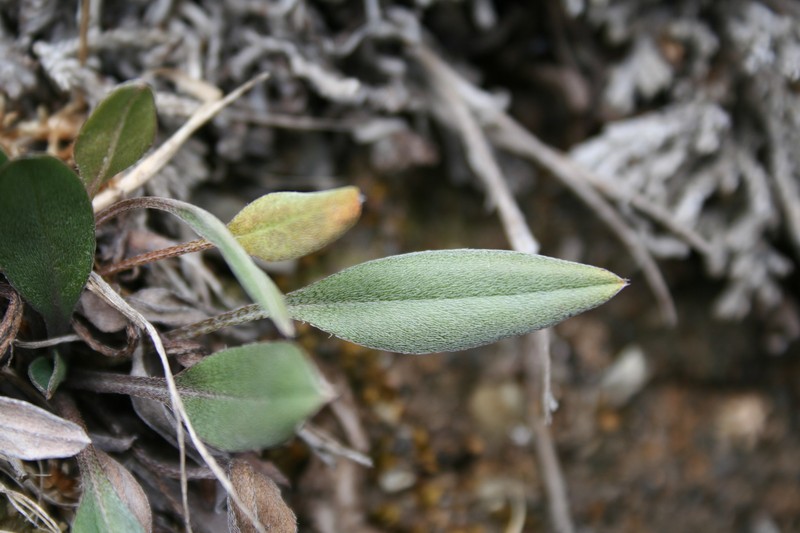 Myosotis goyenii subsp. infima photo 3