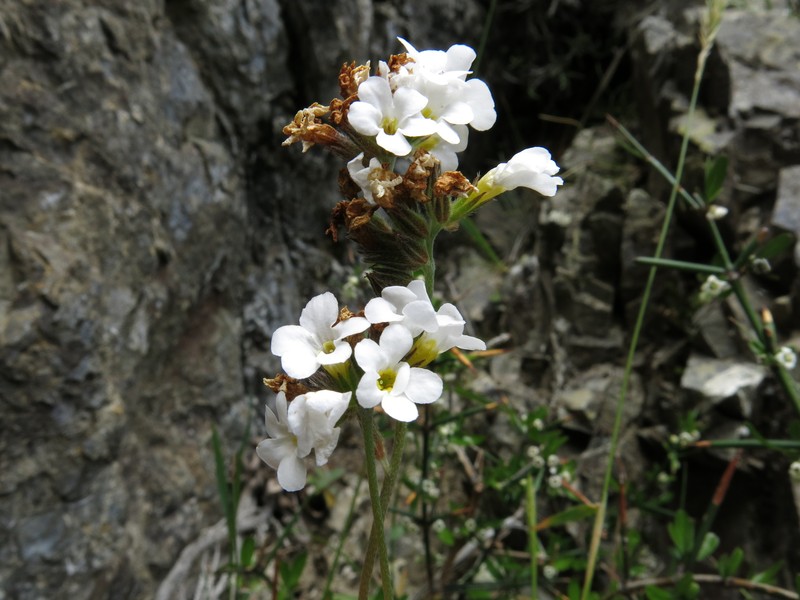 Myosotis goyenii subsp. infima photo 4