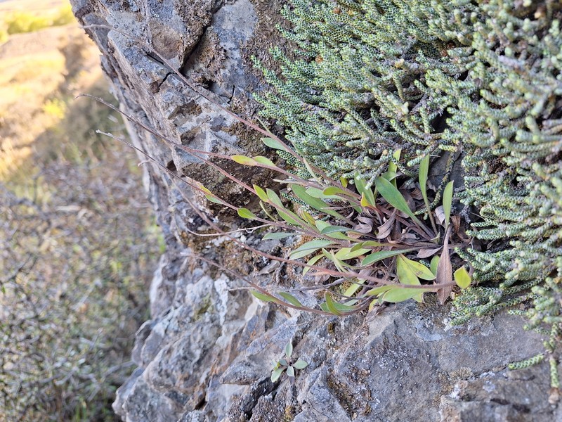 Myosotis goyenii subsp. infima photo 5