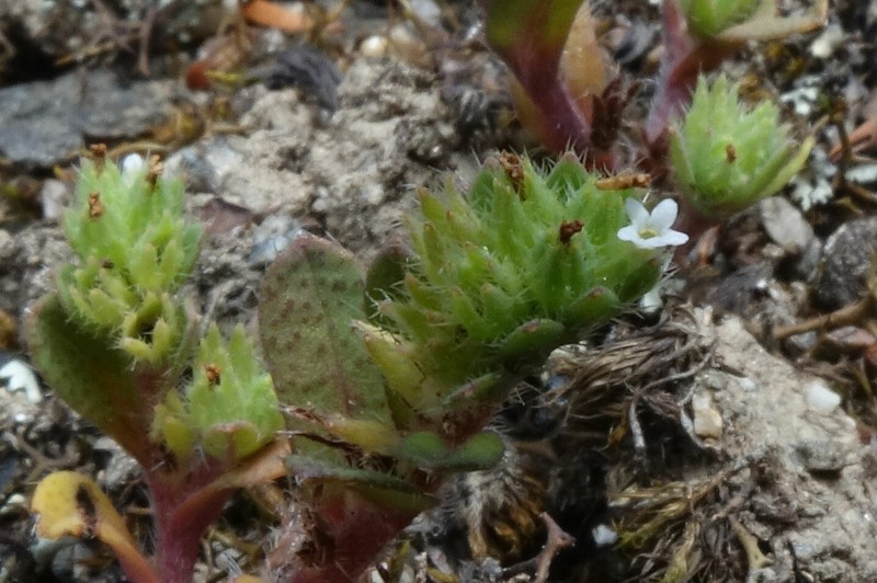 Myosotis hikuwai