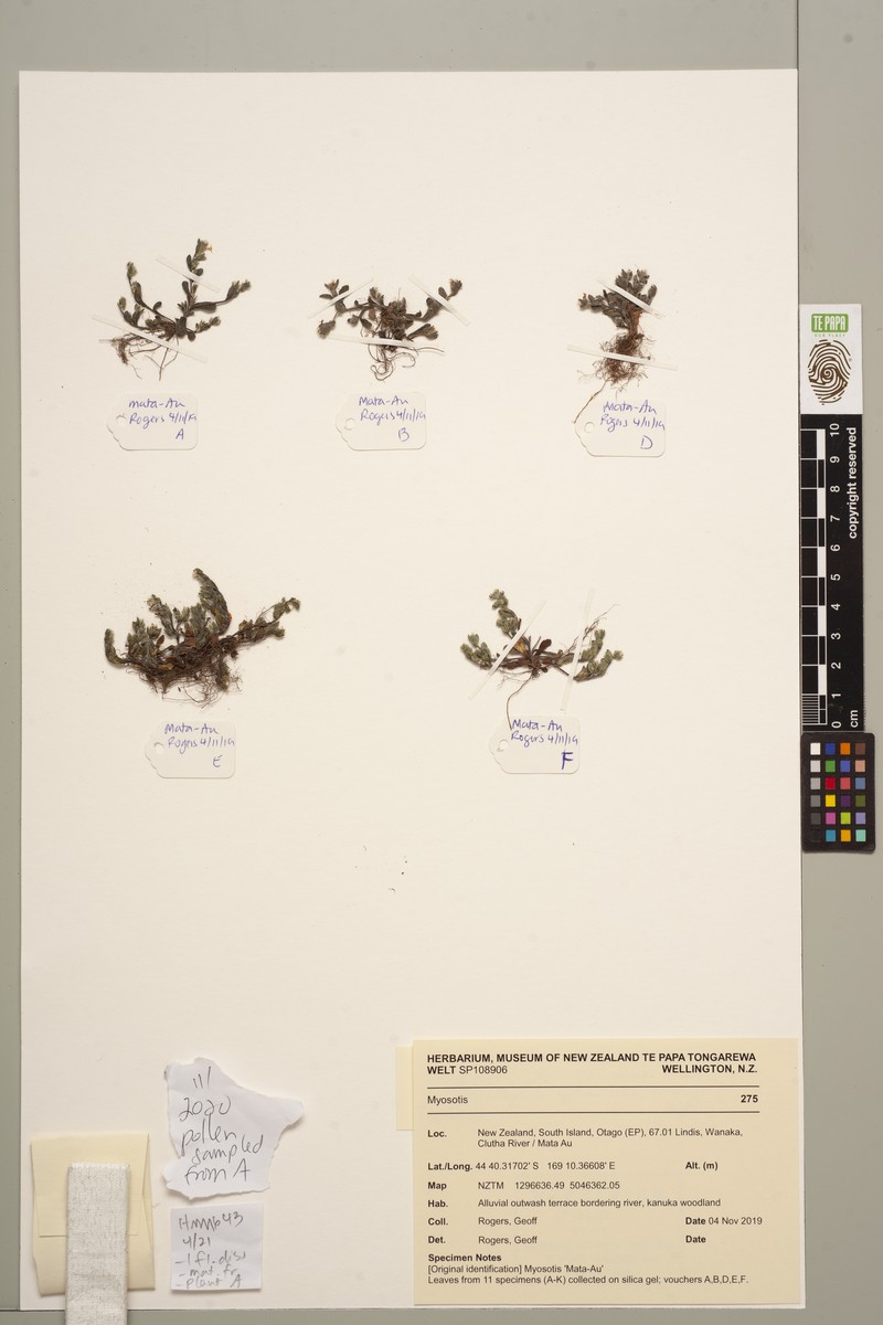 Myosotis hikuwai photo 2