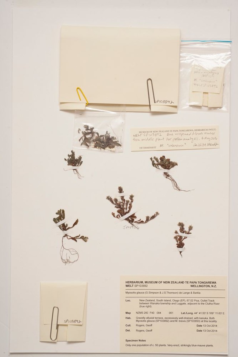 Myosotis hikuwai photo 7