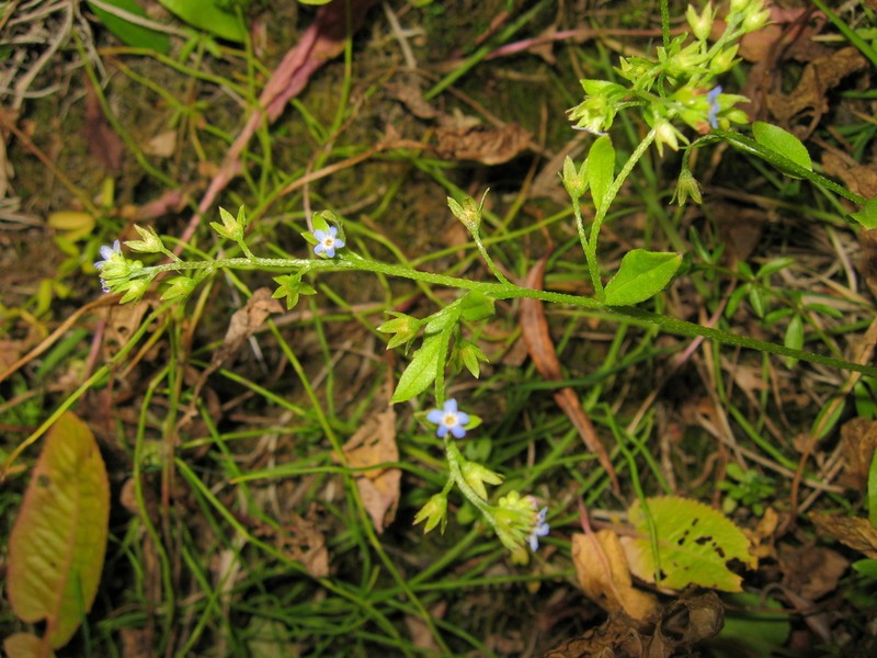 Myosotis jenissejensis
