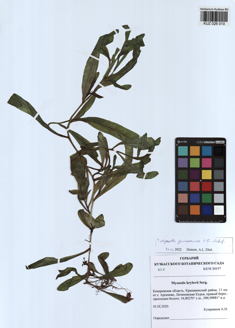 Myosotis jenissejensis photo 4