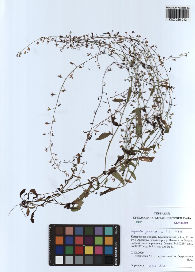 Myosotis jenissejensis photo 6