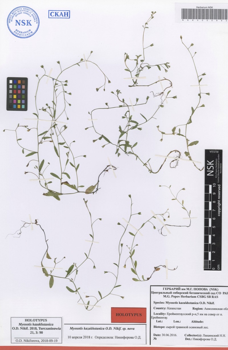 Myosotis kazakhstanica