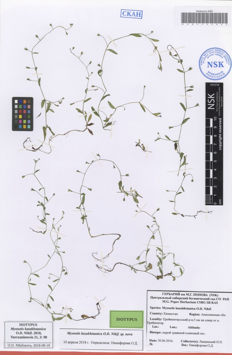 Myosotis kazakhstanica photo 2