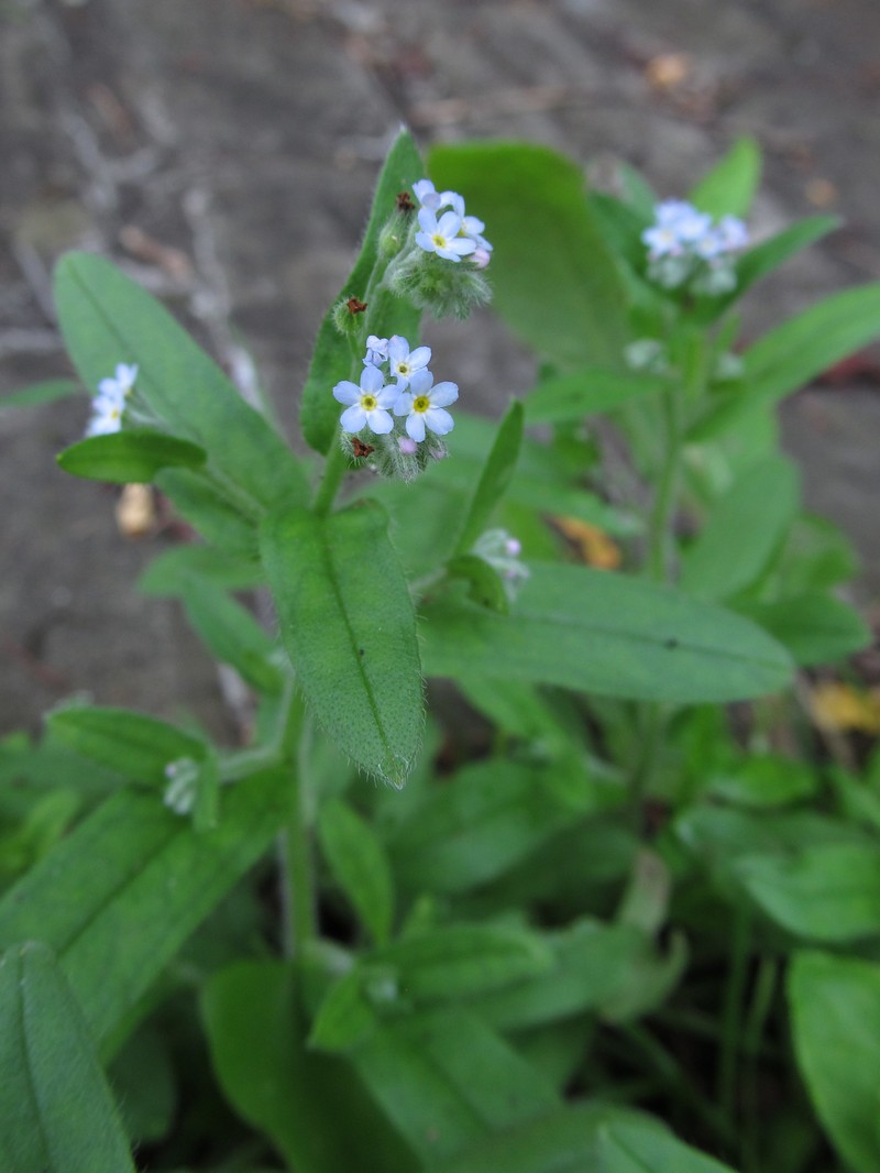 Bay Forget-Me-Not photo 4