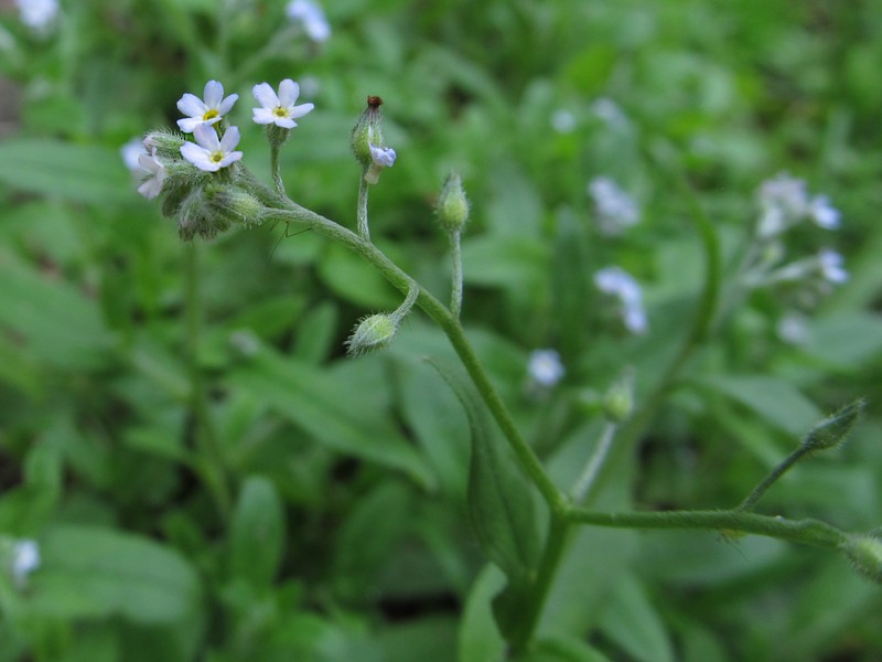 Bay Forget-Me-Not photo 5