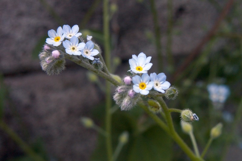 Bay Forget-Me-Not photo 2
