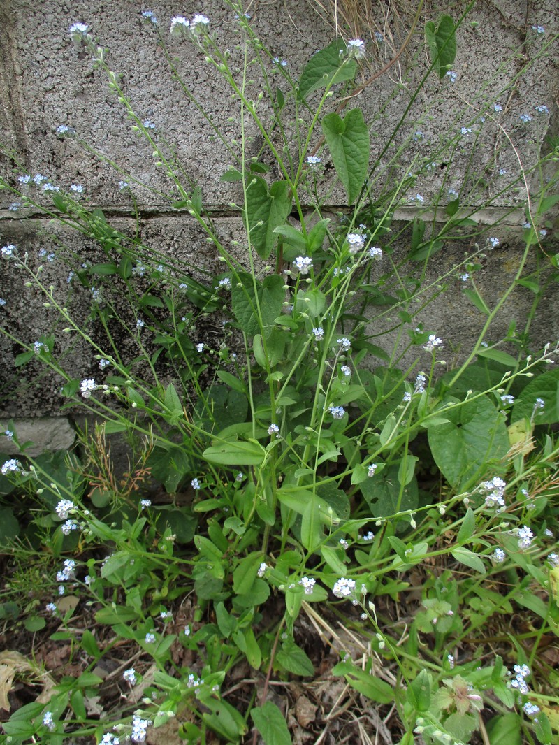 Bay Forget-Me-Not photo 3