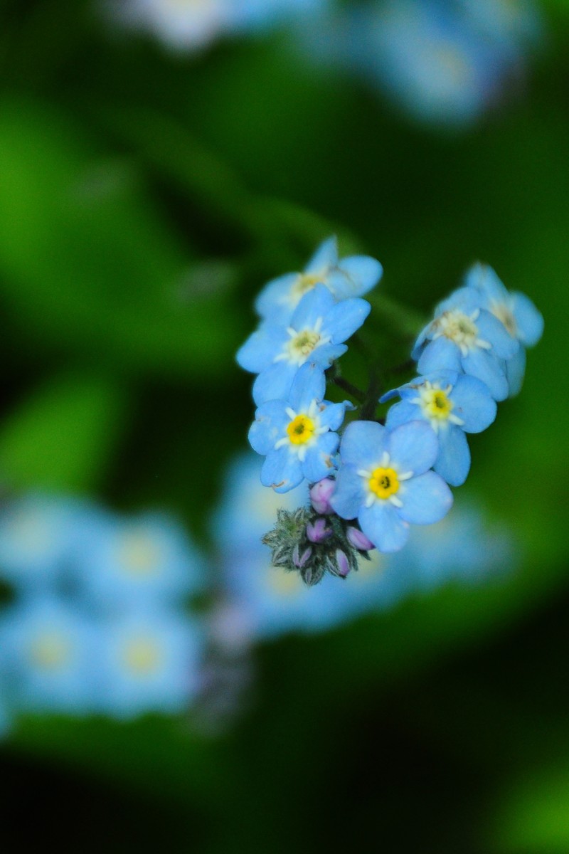 Broadleaf Forget-Me-Not photo 2