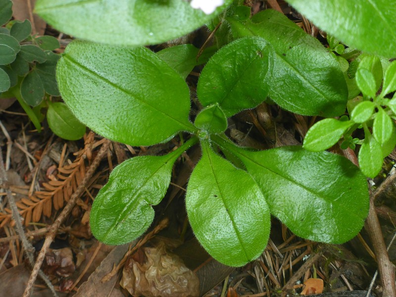 Broadleaf Forget-Me-Not photo 3