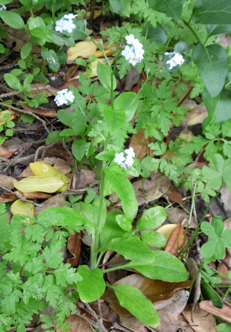 Broadleaf Forget-Me-Not photo 4