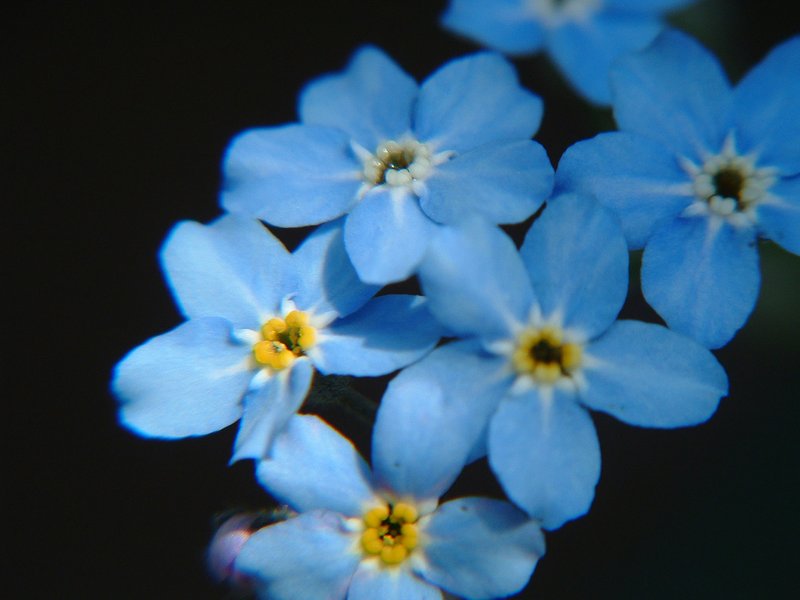 Broadleaf Forget-Me-Not