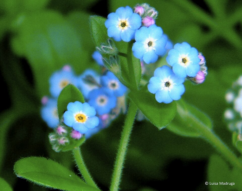 Broadleaf Forget-Me-Not photo 6