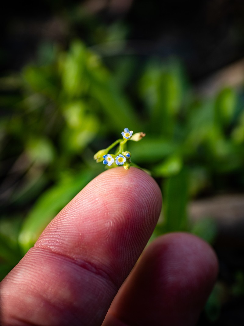 Bay Forget-Me-Not photo 3