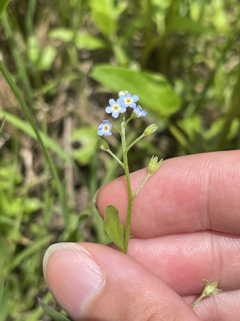 Bay Forget-Me-Not photo 4