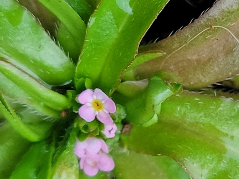 Bay Forget-Me-Not photo 5