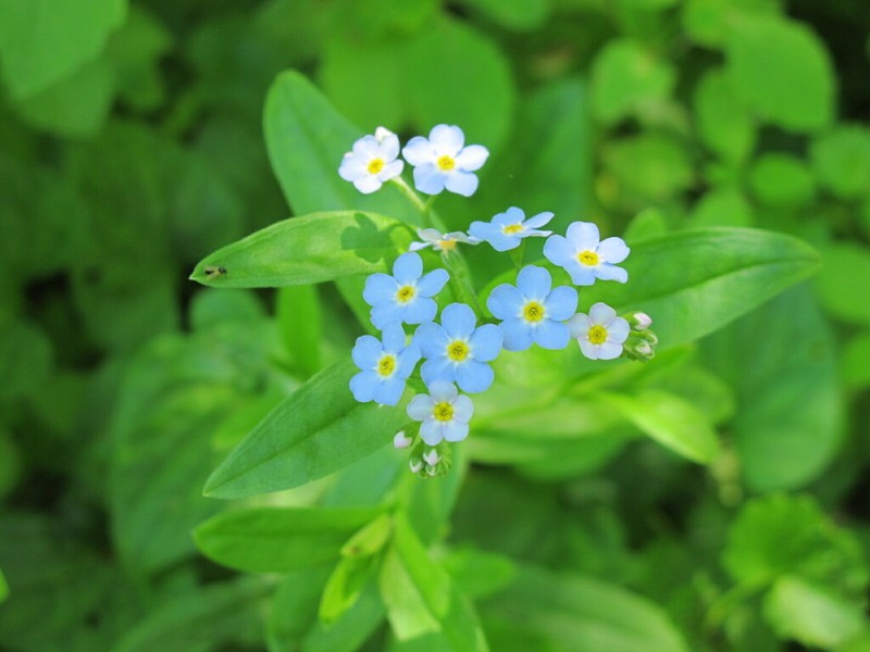 Bay Forget-Me-Not photo 6
