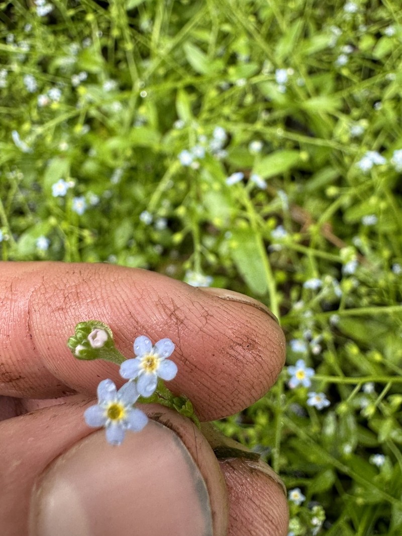 Bay Forget-Me-Not photo 7