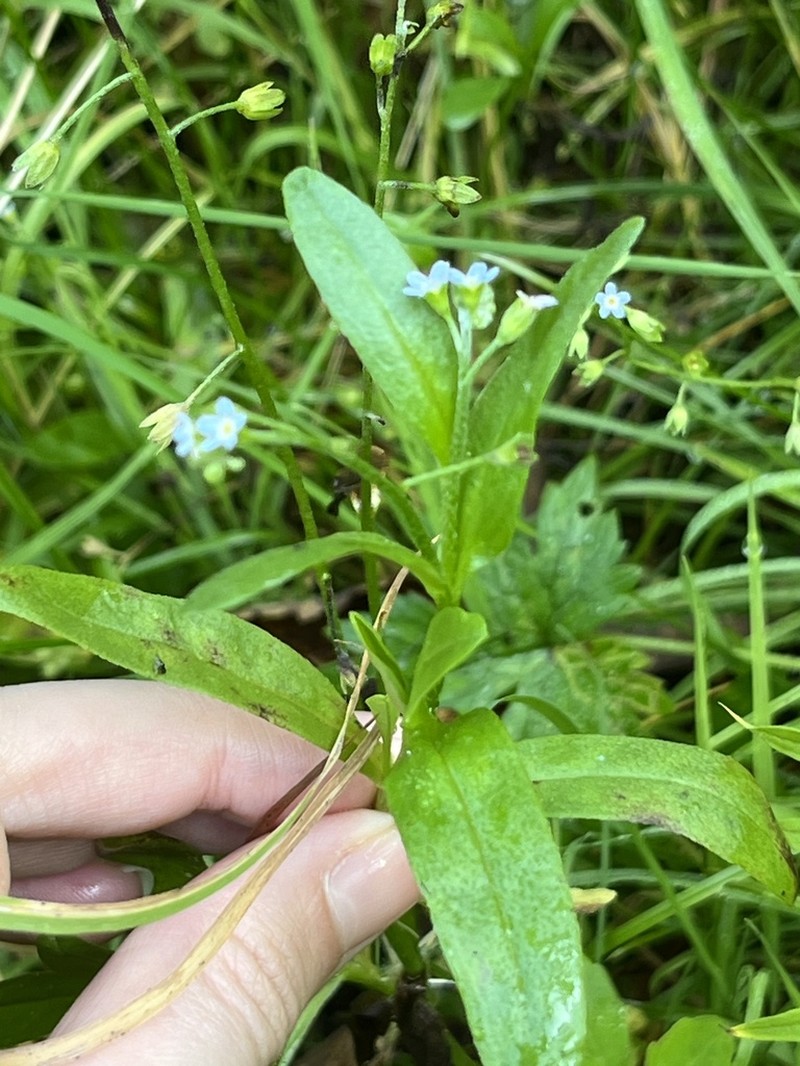 Bay Forget-Me-Not photo 8