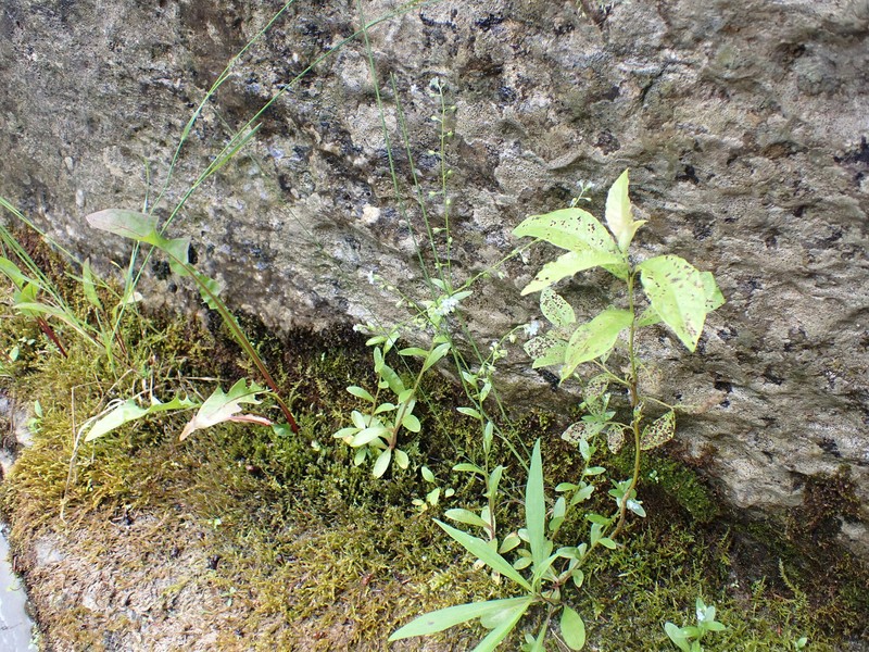 Myosotis laxa subsp. laxa