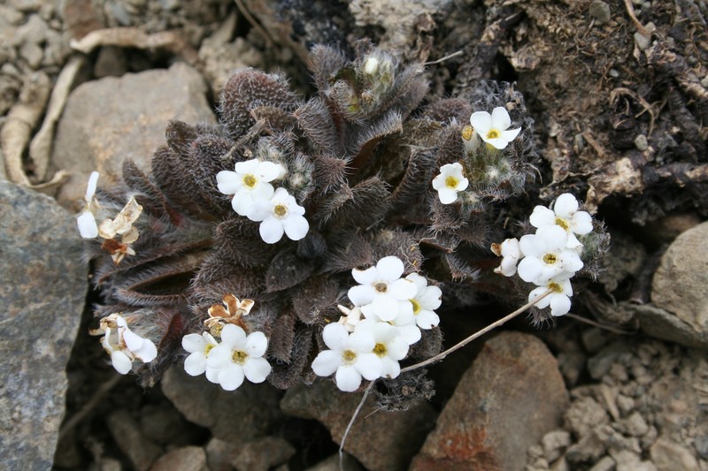 Myosotis lyallii subsp. elderi