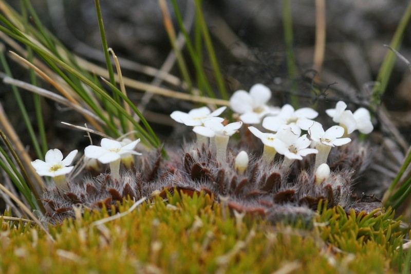 Myosotis lyallii subsp. elderi photo 2