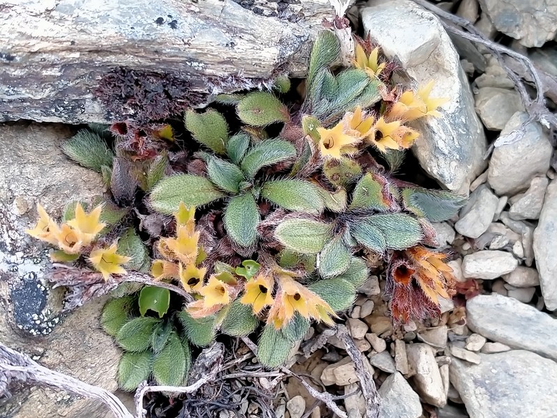 Myosotis lyallii subsp. elderi photo 3