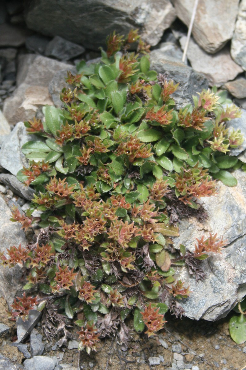 Myosotis lyallii subsp. elderi photo 4