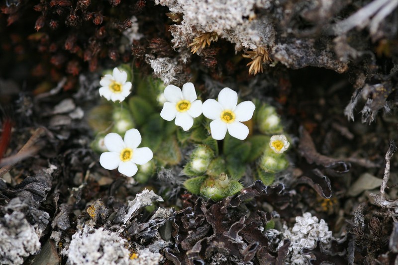 Myosotis lyallii subsp. elderi photo 5