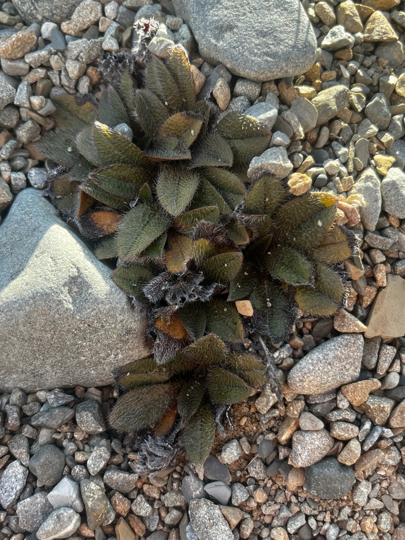Myosotis lyallii subsp. elderi photo 7