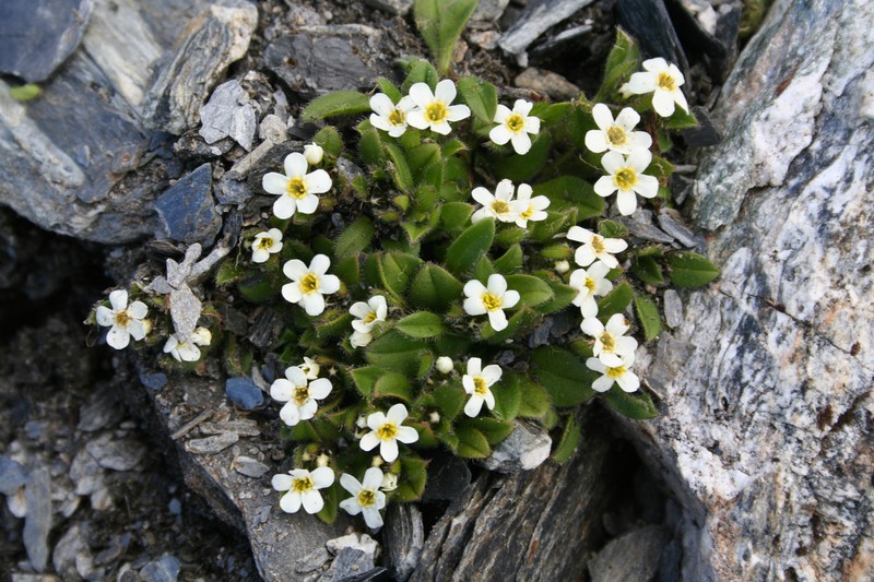 Myosotis lyallii subsp. lyallii