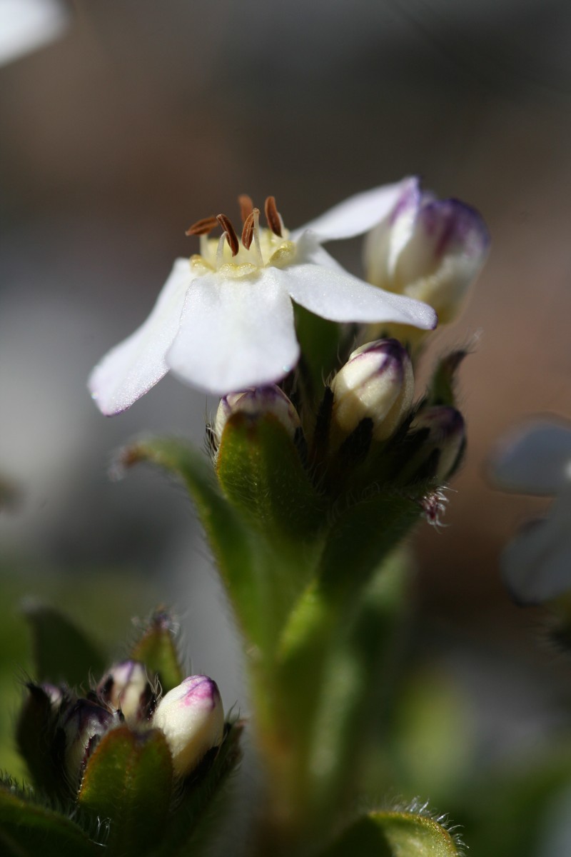 Myosotis lyallii subsp. lyallii photo 2