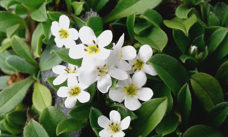 Myosotis lyallii subsp. lyallii photo 3