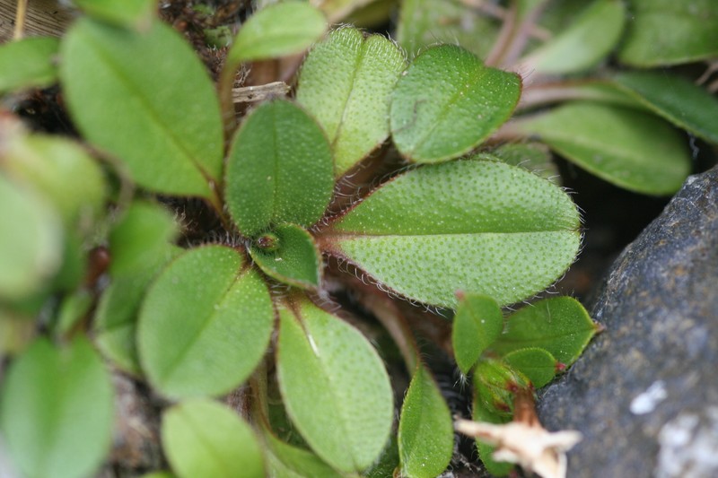 Myosotis lyallii subsp. lyallii photo 4