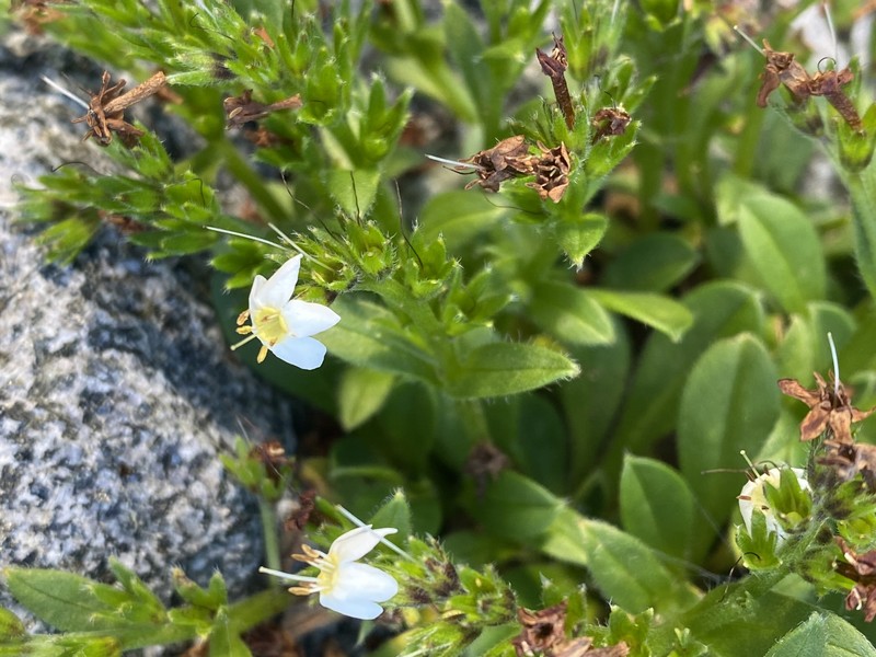 Myosotis lyallii subsp. lyallii photo 6
