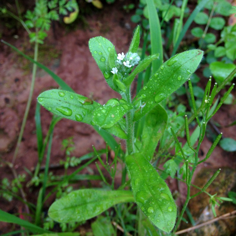 Largeseed Forget-Me-Not