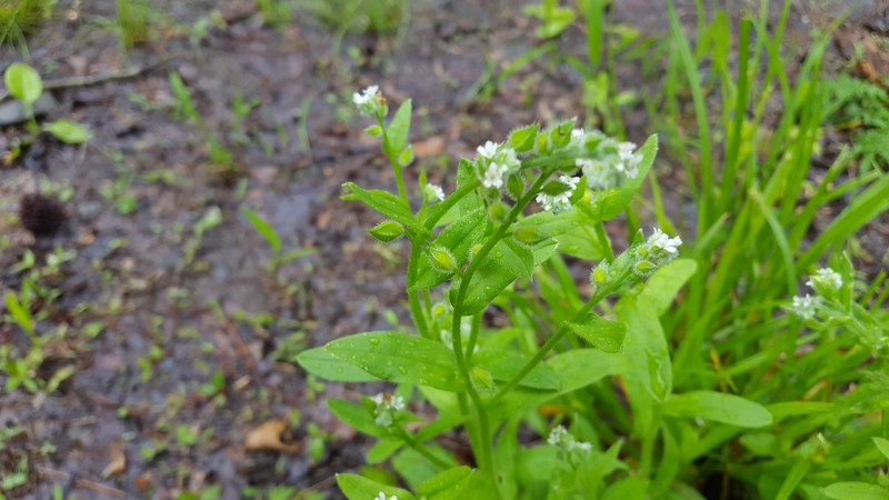 Largeseed Forget-Me-Not photo 2