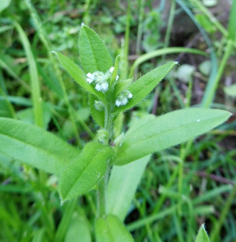 Largeseed Forget-Me-Not photo 3