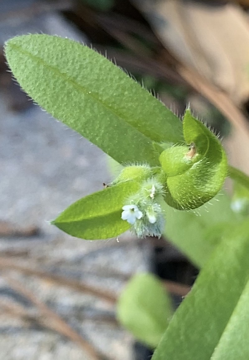 Largeseed Forget-Me-Not photo 4